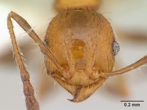 Pheidole haywardi specimen CASENT0178030 image casent0178030_2