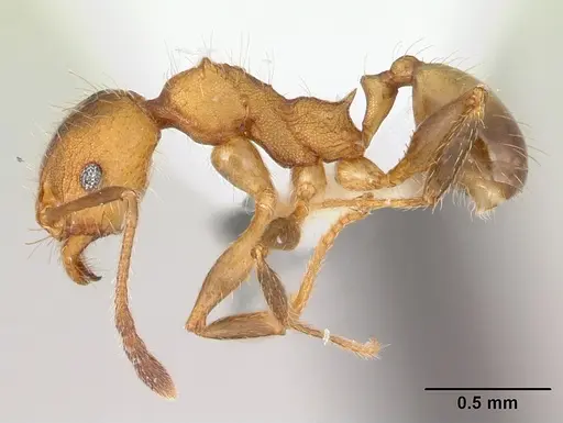 Pheidole haywardi specimen CASENT0178030 image casent0178030_3