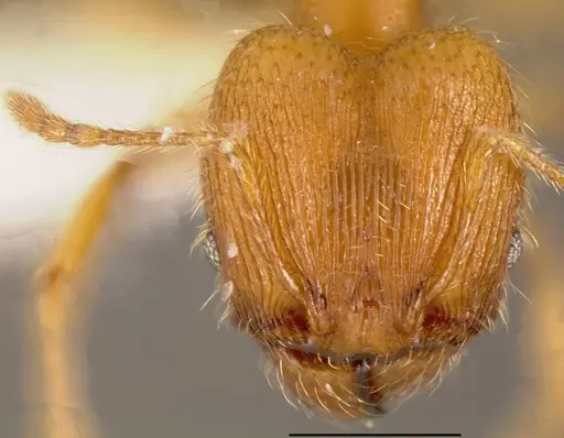 Pheidole hazenae specimen CASENT0635472 image casent0635472_1