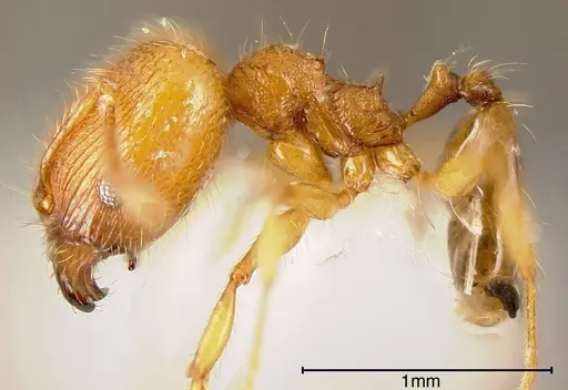 Pheidole hazenae specimen CASENT0635472 image casent0635472_2