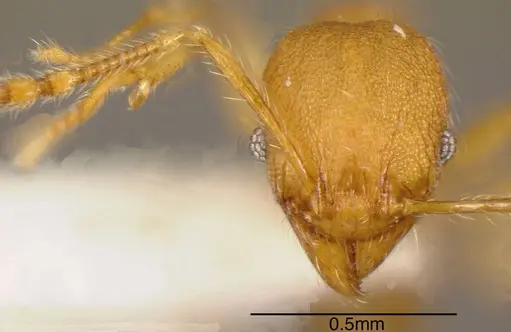 Pheidole hazenae specimen CASENT0635473 image casent0635473_1