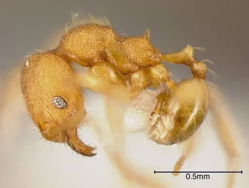 Pheidole hazenae specimen CASENT0635473 image casent0635473_2