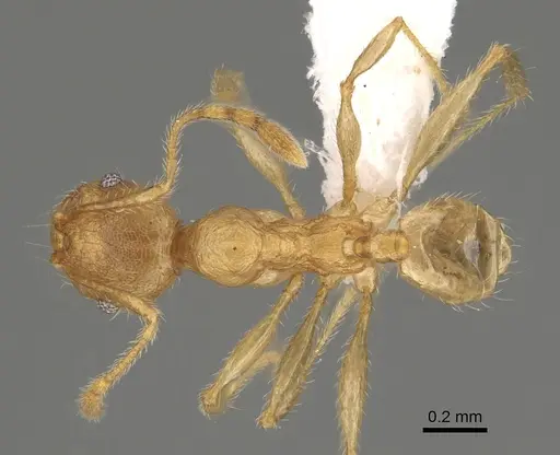 Pheidole hazo specimen CASENT0427762 image casent0427762_1