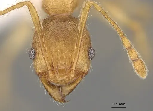 Pheidole hazo specimen CASENT0427762 image casent0427762_2