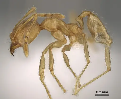 Pheidole hazo specimen CASENT0427762 image casent0427762_3