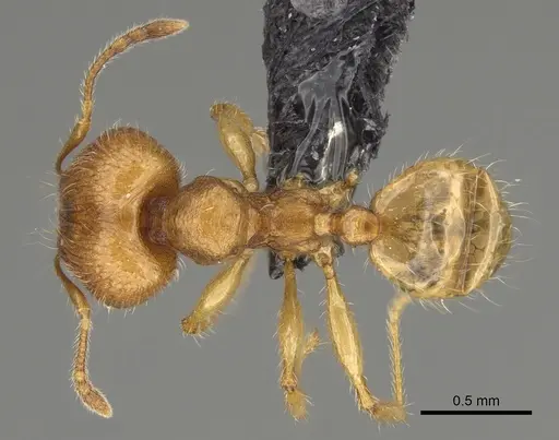 Pheidole hazo specimen CASENT0427790 image casent0427790_1