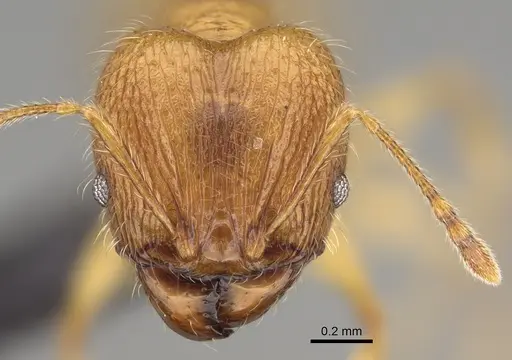 Pheidole hazo specimen CASENT0427790 image casent0427790_2