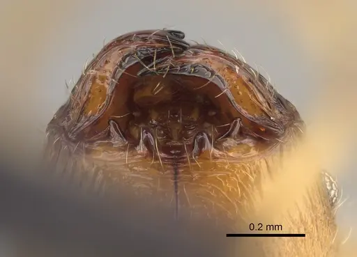 Pheidole hazo specimen CASENT0427790 image casent0427790_3