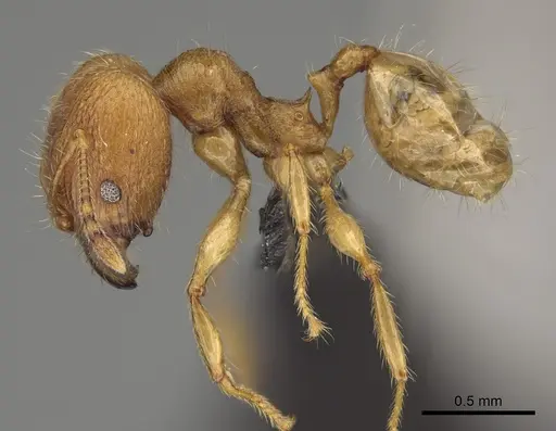 Pheidole hazo specimen CASENT0427790 image casent0427790_4