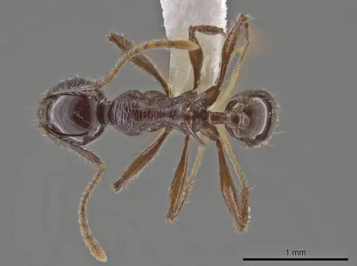 Pheidole hecate specimen CASENT0636784 image casent0636784_1