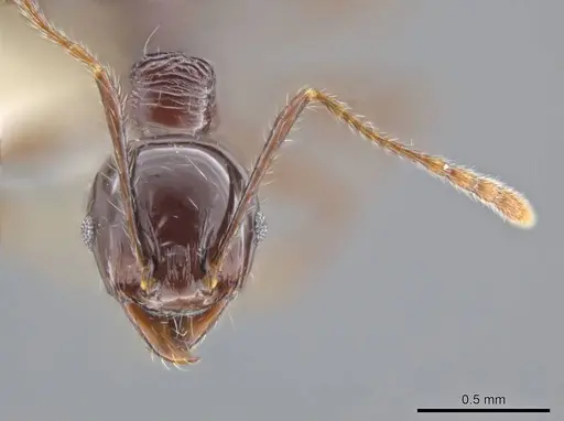 Pheidole hecate specimen CASENT0636784 image casent0636784_2