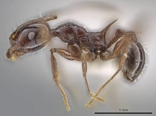 Pheidole hecate specimen CASENT0636784 image casent0636784_3