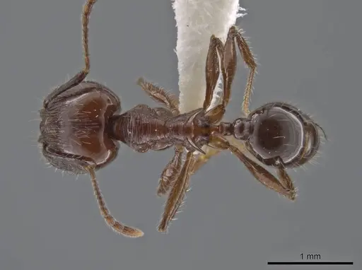Pheidole hecate specimen JTLC000013775 image jtlc000013775_1