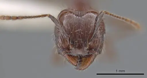Pheidole hecate specimen JTLC000013775 image jtlc000013775_2