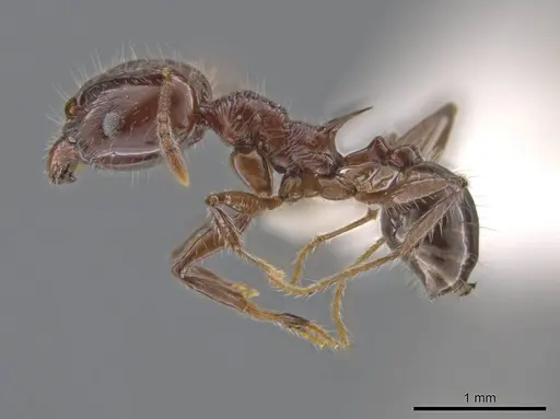 Pheidole hecate specimen JTLC000013775 image jtlc000013775_3