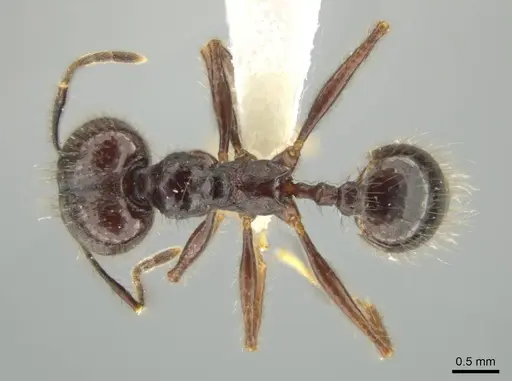 Pheidole hector specimen CASENT0644172 image casent0644172_1