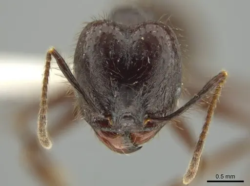 Pheidole hector specimen CASENT0644172 image casent0644172_2