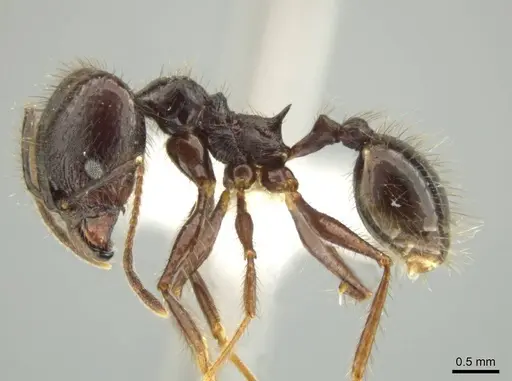 Pheidole hector specimen CASENT0644172 image casent0644172_3