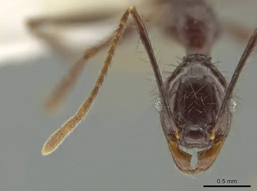 Pheidole hector specimen CASENT0644173 image casent0644173_2