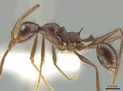 Pheidole hector specimen CASENT0644173 image casent0644173_3