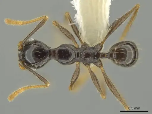 Pheidole hectornitida specimen CASENT0631370 image casent0631370_1