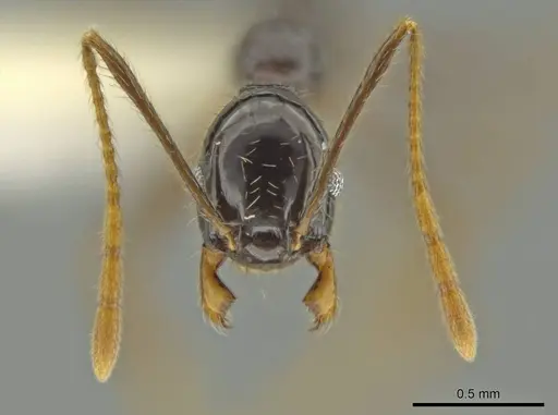 Pheidole hectornitida specimen CASENT0631370 image casent0631370_2
