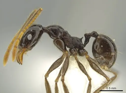Pheidole hectornitida specimen CASENT0631370 image casent0631370_3