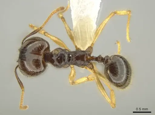 Pheidole hectornitida specimen CASENT0631371 image casent0631371_1