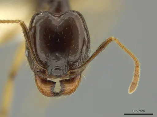 Pheidole hectornitida specimen CASENT0631371 image casent0631371_2