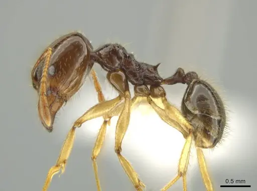 Pheidole hectornitida specimen CASENT0631371 image casent0631371_3