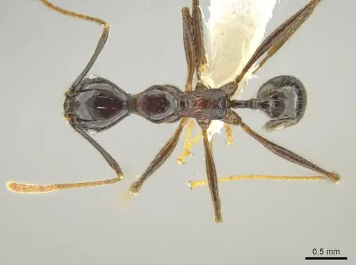 Pheidole hectornitida specimen CASENT0637216 image casent0637216_1