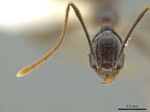 Pheidole hectornitida specimen CASENT0637216 image casent0637216_2