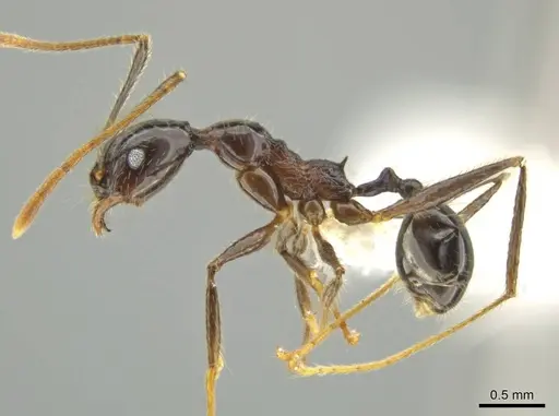 Pheidole hectornitida specimen CASENT0637216 image casent0637216_3