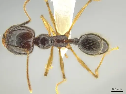 Pheidole hectornitida specimen CASENT0637217 image casent0637217_1