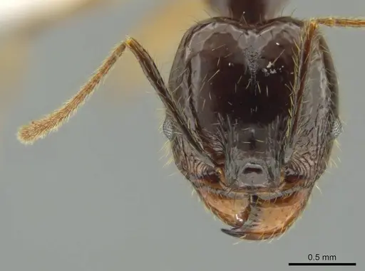 Pheidole hectornitida specimen CASENT0637217 image casent0637217_2