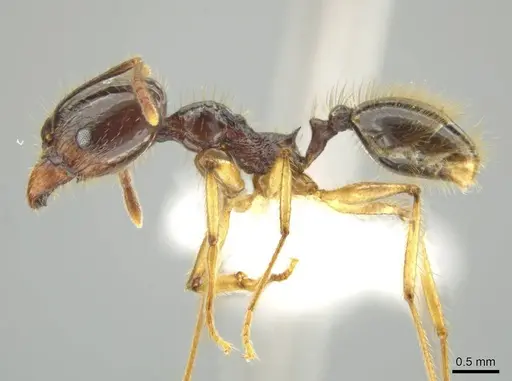 Pheidole hectornitida specimen CASENT0637217 image casent0637217_3