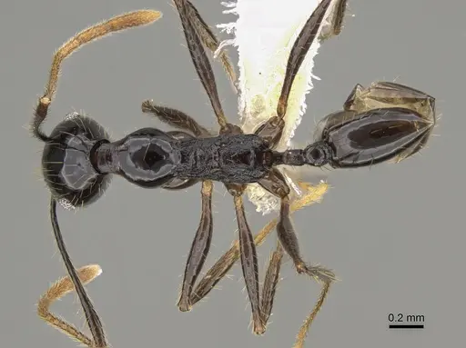 Pheidole hectornitida specimen CASENT0646417 image casent0646417_1