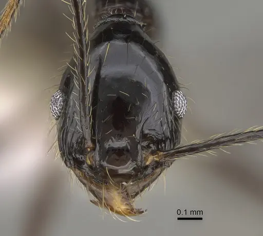 Pheidole hectornitida specimen CASENT0646417 image casent0646417_2
