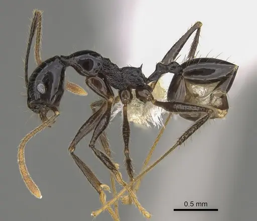Pheidole hectornitida specimen CASENT0646417 image casent0646417_3