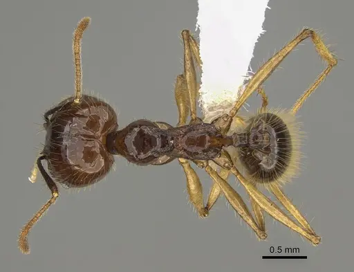 Pheidole hectornitida specimen CASENT0646422 image casent0646422_1