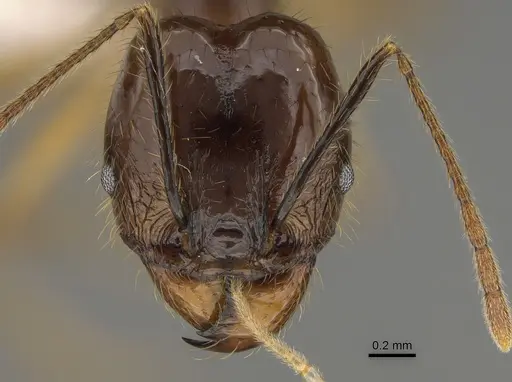 Pheidole hectornitida specimen CASENT0646422 image casent0646422_2