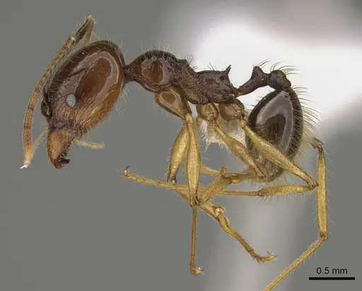 Pheidole hectornitida specimen CASENT0646422 image casent0646422_3