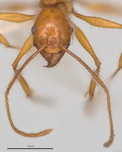 Pheidole heliosa specimen CASENT0218263 image casent0218263_1