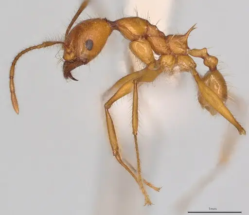 Pheidole heliosa specimen CASENT0218263 image casent0218263_2