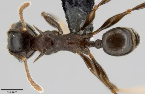 Pheidole hercules specimen CASENT0219431 image casent0219431_1