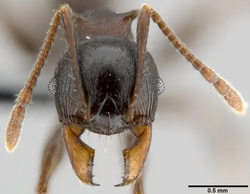 Pheidole hercules specimen CASENT0219431 image casent0219431_2
