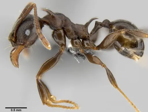 Pheidole hercules specimen CASENT0219431 image casent0219431_3