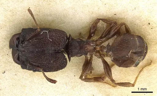 Pheidole hercules specimen CASENT0901324 image casent0901324_1