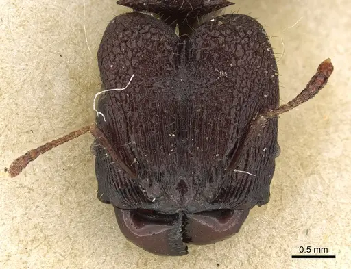 Pheidole hercules specimen CASENT0901324 image casent0901324_2