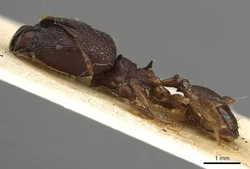 Pheidole hercules specimen CASENT0901324 image casent0901324_3